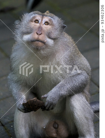 Indonesia - Monkey eats a piece of coconut 93462306