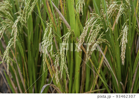 Indonesia - Stalks of rice are ready to harvest 93462307