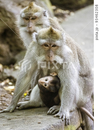 Indonesia - Monkey carries baby underneath clinging to parent 93462308