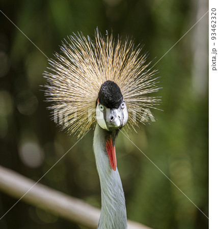Indonesia - Grey Crowned Crane seen in the wild 93462320