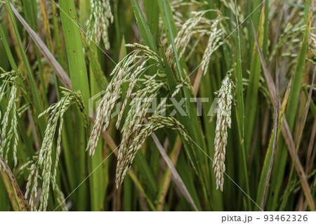Indonesia - Stalks of rice are ready to harvest 93462326