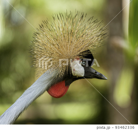 Indonesia - Grey Crowned Crane seen in the wild 93462336