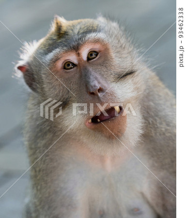 Indonesia - Monkey bares his teeth as sign of aggression 93462338