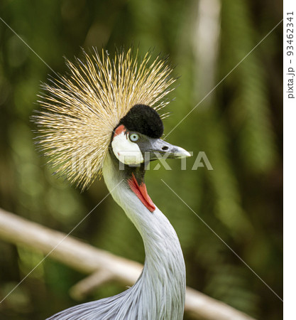 Indonesia - Grey Crowned Crane seen in the wild 93462341