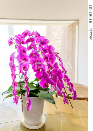 美しい花・蘭の花「くまもと花と緑の博覧会 会場風景」くまもと動植物園2022年(春) 美しい花・蘭の花「くまもと花と緑の博覧会 会場風景」くまもと動植物園2022年(春) 93462482