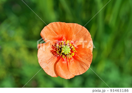 オレンジ色のナガミヒナゲシの花（春、四月）の写真素材 [93463186