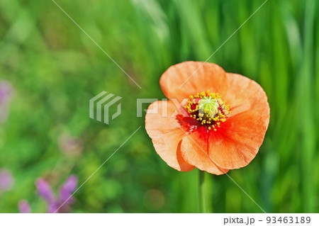 オレンジ色のナガミヒナゲシの花（春、四月）の写真素材 [93463189