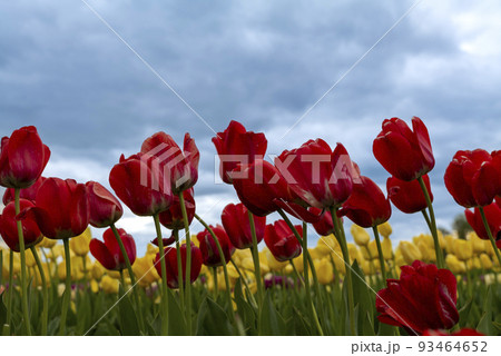 Large field of red tulips in New Jersey Large field of red tulips in New Jersey 93464652