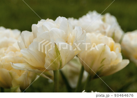 Selective focus of beautiful white tulips with green leaves 93464676