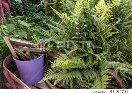 fern tree outdoor, handmade conception, in sunny backyard shot at shallow depth of field 93464752