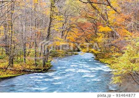 青森県十和田市 紅葉の奥入瀬渓流 ~紫明渓付近~ 青森県十和田市 紅葉の奥入瀬渓流 ~紫明渓付近~ 93464877