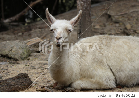 ラマ 笑顔でくつろぐラマ ラマ 笑顔でくつろぐラマ 93465022