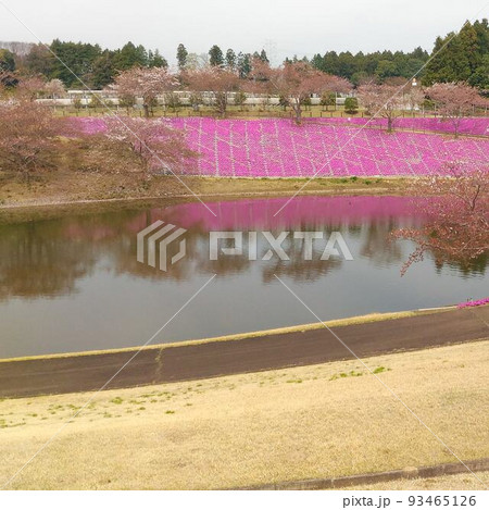韓国カンヌンの池の花壇 韓国カンヌンの池の花壇 93465126