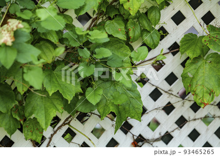 Grape leafs diseases. Angular reddish brown spots with shot-hole centers on grape leaves caused by anthracnose of grape. Grape rust. 93465265