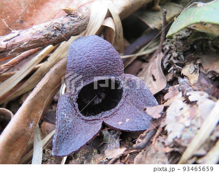 大きなコシノカンアオイの花 93465659