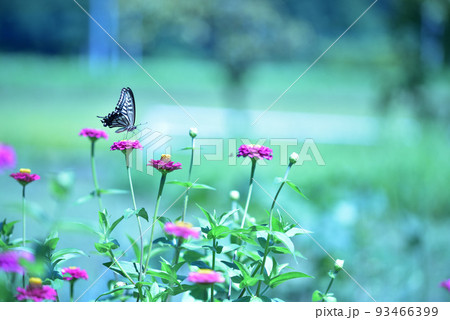 北杜市白州町、百日草の花の間を飛び回り給餌するアゲハチョウ 北杜市白州町、百日草の花の間を飛び回り給餌するアゲハチョウ 93466399