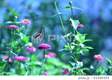 北杜市白州町、百日草の花の間を飛び回り給餌するアゲハチョウ 北杜市白州町、百日草の花の間を飛び回り給餌するアゲハチョウ 93466404