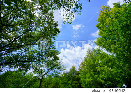 夏・大木の間から覗く空 夏・大木の間から覗く空 93466424
