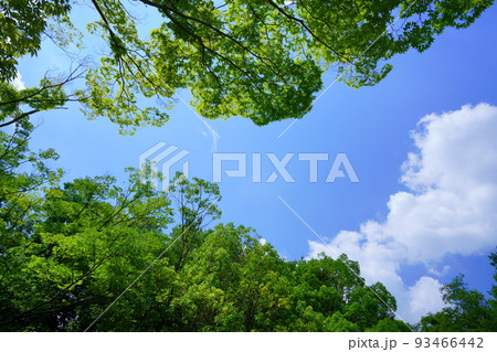 夏の公園・大木の緑と大空を見上げる 93466442