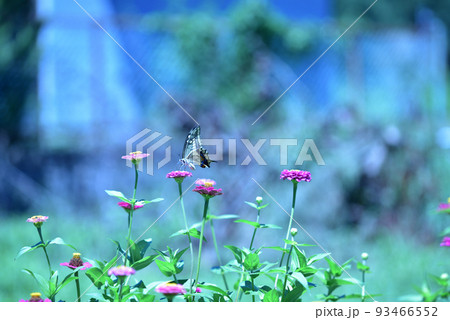 北杜市白州町、百日草の花の間を飛び回り給餌するアゲハチョウ 北杜市白州町、百日草の花の間を飛び回り給餌するアゲハチョウ 93466552
