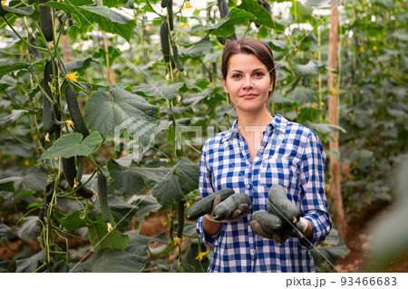 Successful woman farmer showing harvest of cucumbers in greenhouse Successful woman farmer showing harvest of cucumbers in greenhouse 93466683