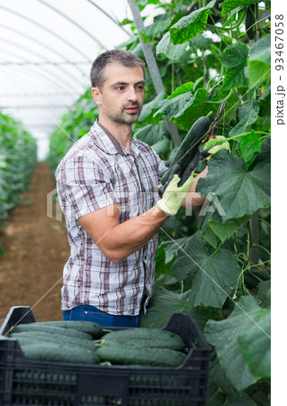 Male farmer picks ripe cucumbers in greenhouse Male farmer picks ripe cucumbers in greenhouse 93467058