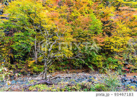 岩手県雫石町 紅葉の葛根田渓谷 岩手県雫石町 紅葉の葛根田渓谷 93467183