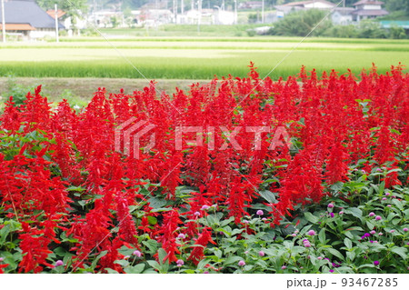 広島北広島町芸北の花壇の花の景色 広島北広島町芸北の花壇の花の景色 93467285