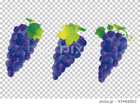 水彩風格巨峰葡萄葉套裝 水彩風格巨峰葡萄葉套裝 93468062