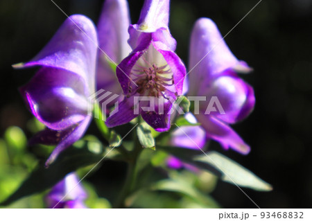 山野草 トリカブト 山野草 トリカブト 93468832