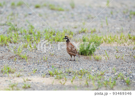 河川敷を徘徊するコリンウズラ 93469346