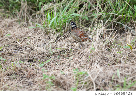 河川敷を徘徊するコリンウズラ 93469428