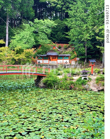 大原野神社 鯉沢の池 蓮 京都府 長岡京の守り神 長岡京遷都 奈良春日大社の分霊 四季折々の美しさ 大原野神社 鯉沢の池 蓮 京都府 長岡京の守り神 長岡京遷都 奈良春日大社の分霊 四季折々の美しさ 93469713