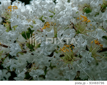 ミソハギ科サルスベリの白花 93469796