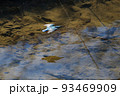 川面すれすれを移動するカワセミ 93469909