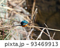 河原の葦に佇むカワセミ 93469913