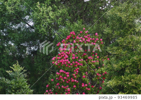 新緑の中のセイヨウシャクナゲ 93469985