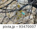 河原の木の枝で佇むカワセミ 93470007