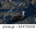 河原の葦に佇むカワセミとカルガモ 93470008