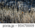 河原の木の枝で佇むカワセミ 93470009