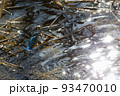 ハントした魚をくわえて葦に佇むカワセミ 93470010