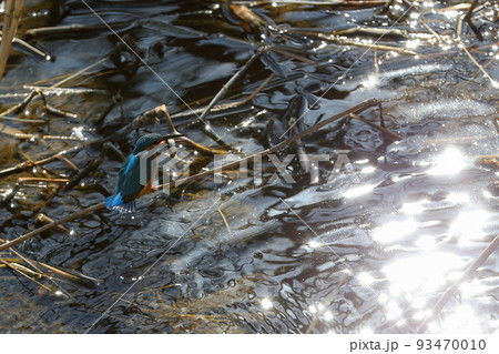 ハントした魚をくわえて葦に佇むカワセミ ハントした魚をくわえて葦に佇むカワセミ 93470010