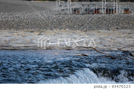 EOS5D.山口岩国、空中シロサギ。 93470123
