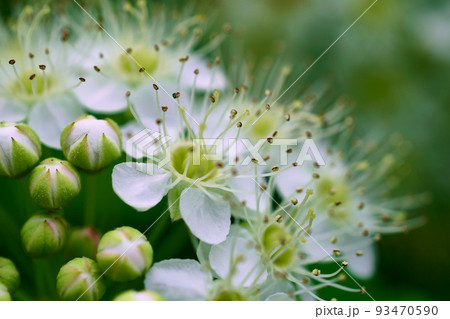 White spring flowers close up. Floral beautiful background. Nature 93470590