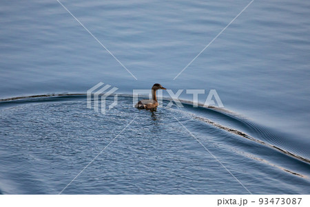 EOS5D.山口岩国、はぐれカモ。 93473087