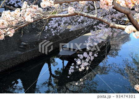 桜満開の水門川散策・46（岐阜県大垣市水門川） 93474301