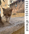カメラに近づく猫 93474413