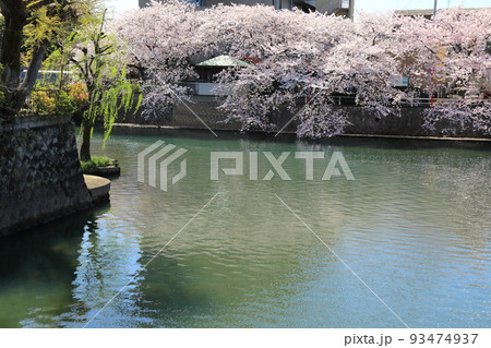 桜満開の水門川散策・56（岐阜県大垣市水門川） 93474937