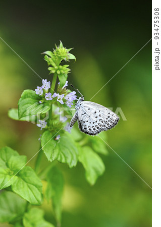 ミントの花とシジミチョウ ミントの花とシジミチョウ 93475308