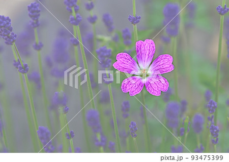 野原に咲く花 野原に咲く花 93475399